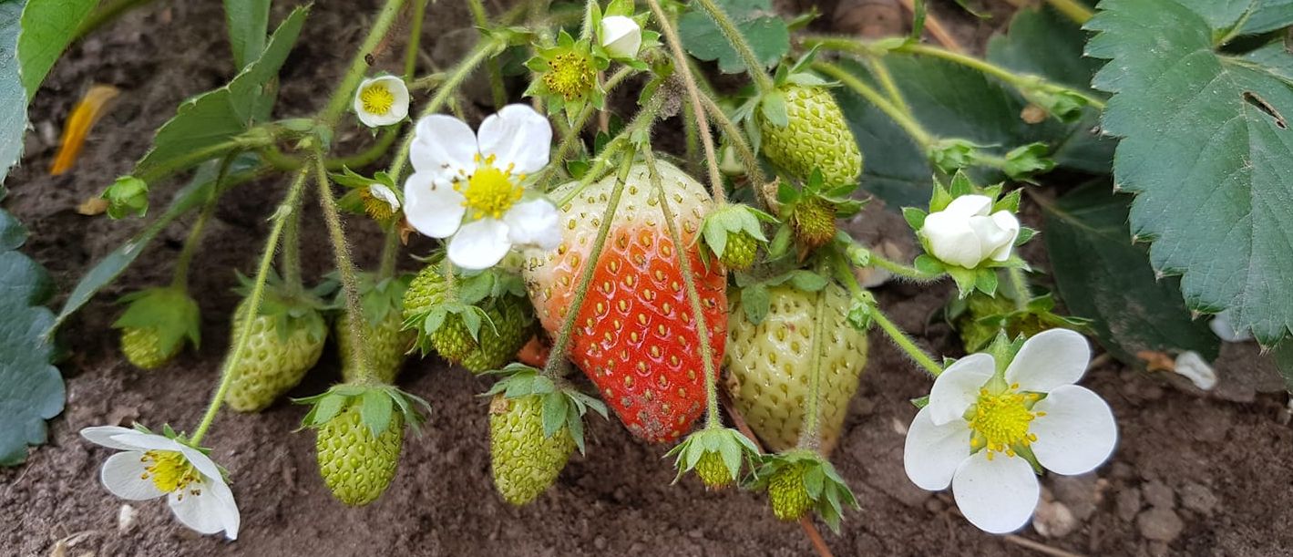 globalstrawberries